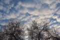 Dry trees without leaves against the sky with clouds at sunset Royalty Free Stock Photo