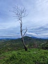 Dry Trees and the Majesty of Mountains Under Blue Skies