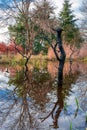 Dry trees in the middle of the water, reflection in the water, natural landscape