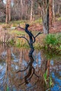 Dry trees in the middle of the water, reflection in the water, natural landscape