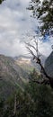 Dry trees in mountain with clouds view. Royalty Free Stock Photo