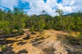 Dry trees and parched swamp in the rainforest in Krabi Royalty Free Stock Photo
