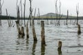 Dry trees in the water of the Dead Salt Lake Tambukan