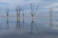 Dry trees submerged in the lake.