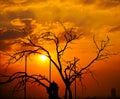 Dry trees with twigs during sunset in the evening with a yellow-orange background