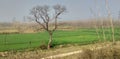 Dry trees, yellow mustard, peepal trees were waiting for this spring