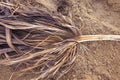 Dry tropical palm branch leaf on sand background, copy space, filtered