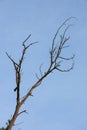 dry trunk of an old tree, against the background of the sky and trees Royalty Free Stock Photo