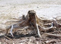 Dry trunk of tree like a octopus Royalty Free Stock Photo