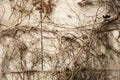 Dry trunks and branches of ivy plant on the wall; Abstract grunge background. Royalty Free Stock Photo