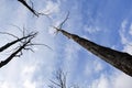 Dry trunks with driftwood and tree branches tend to the sky. The blue sky is a symbol of life and dead trees. Natural background, Royalty Free Stock Photo