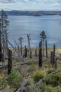 Dry trunks stumps among felled trees after fire in green yellow grass on slope of mountain. Pine dead forest on shore Royalty Free Stock Photo