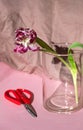 Dry tulip in a glass. Royalty Free Stock Photo
