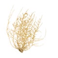 Dry Tumbleweed Bush Royalty Free Stock Photo