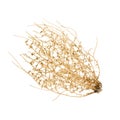 Dry Tumbleweed Bush