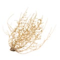 Dry Tumbleweed Bush Royalty Free Stock Photo