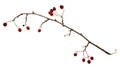 Dry twig with berries Royalty Free Stock Photo