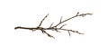 Dry twig isolated on white Royalty Free Stock Photo