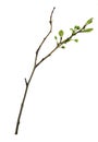 Dry twig with small green leaves and buds of flowers isolated on white Royalty Free Stock Photo