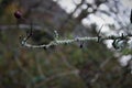 Dry twig with white mosses and a solitary fruit