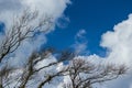 Dry twigs with the blue sky Royalty Free Stock Photo