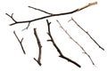 Dry twigs Royalty Free Stock Photo