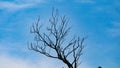 Dry twigs silhouette on a blue sky background Royalty Free Stock Photo