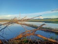 Dry twigs and view of the rice field which is full of water.