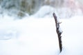 Dry twisted fern leaf sticking out from under the snow in winter, closeup Royalty Free Stock Photo