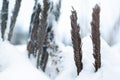 Dry twisted fern leaves sticking out from under the snow in winter, closeup Royalty Free Stock Photo