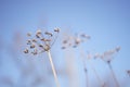 Dry umbrella sprout of dill against the blue sky Royalty Free Stock Photo