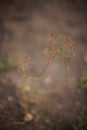 Dry umbrella sprout of dill against the blurred ground Royalty Free Stock Photo