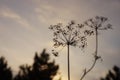 Dry umbrella sprout of dill against the evening sky Royalty Free Stock Photo