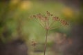 Dry umbrella sprout of dill grow in evening garden Royalty Free Stock Photo