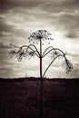 Dry umbrellas of a hogweed Royalty Free Stock Photo