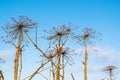 Dry umbrellas of Sosnovsky Hogweed. Dry stems of an umbrella plant on a background of blue sky Royalty Free Stock Photo