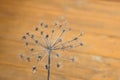 Dry umbrellas and stalks of hogweed Sosnowski. Natural background. Royalty Free Stock Photo