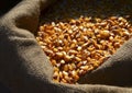 Dry uncooked corn grains in a burlap sack close up.Autumn harvest concept.