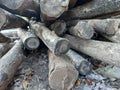 Dry and untreated logs