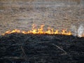 Dry vegetation on fire, negligent people burning the vegetation at springtime