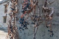 Dry vine grapes on ancient castle wall. Winery decoration, blue berries and branches without leaves Royalty Free Stock Photo