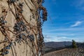 Dry vine grapes on ancient castle wall. Winery decoration, blue berries and branches without leaves Royalty Free Stock Photo