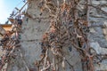 Dry vine grapes on ancient castle wall. Winery decoration, blue berries and branches without leaves Royalty Free Stock Photo