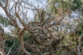 Dry vine tree in the fence in the south of France Royalty Free Stock Photo