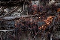 Dry vine waiting for spring warmth entwine the old stone wall with window Royalty Free Stock Photo