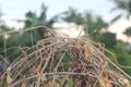 dry vines that propagate each other