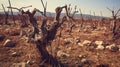 Dry vineyard with withering vines