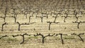 Dry vineyards in countryside Royalty Free Stock Photo