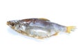 Dry vobla fish Royalty Free Stock Photo