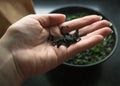 Dry wakame seaweed in hand Royalty Free Stock Photo